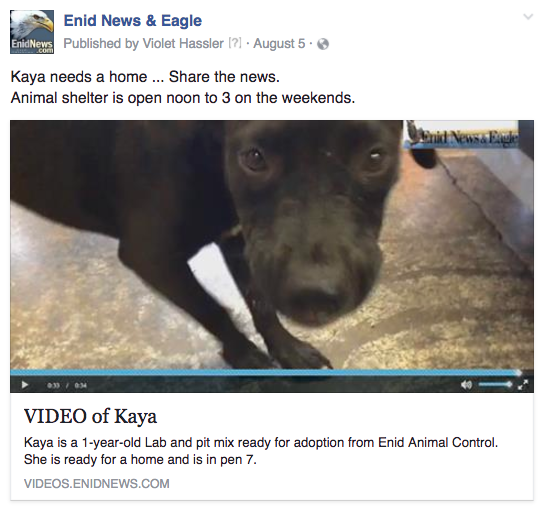 Enid animal adoption
