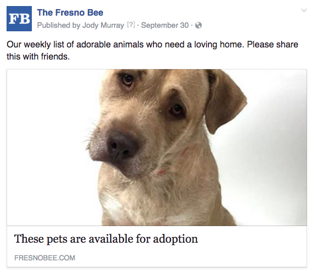 Fresno pet adoption weekly